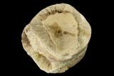 Fossil Xiphactinus (Cretaceous Fish) Vertebra - Kansas #139287-1